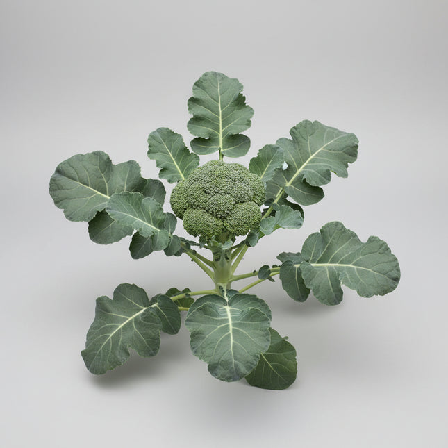 Broccoli Seeds – Heirloom Classic Garden Favorite