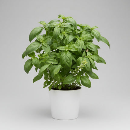 Albahaca dulce