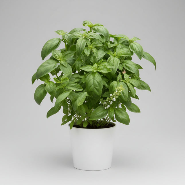 Basil Sweet Seeds – Heirloom Culinary Favorite