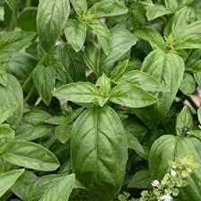 Sweet basil