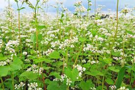 Buckwheat