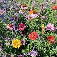 Bumblebee Buffet Flower Mix