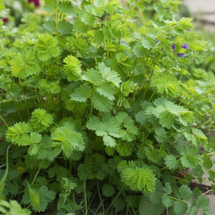 Salad Burnet Seeds – Heirloom Cucumber-Flavored Perennial Herb