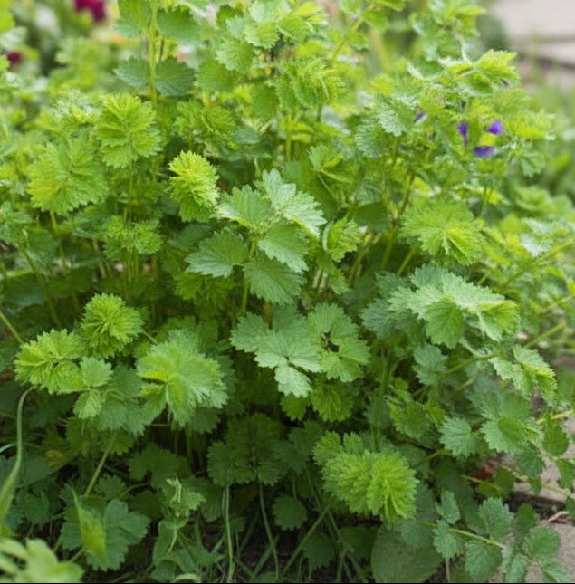 Salad Burnet Seeds – Heirloom Cucumber-Flavored Perennial Herb