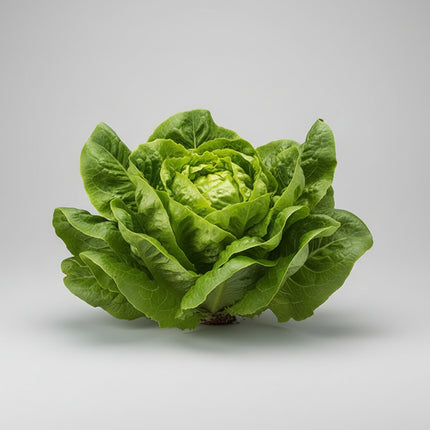Lechuga, Buttercrunch