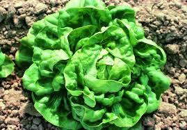 Lettuce, Buttercrunch