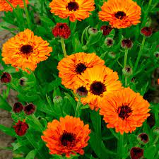 Calendula, Double Indian Prince