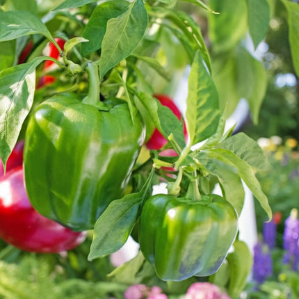 Pepper California Wonder Seeds – Heirloom Classic Sweet Bell Standard