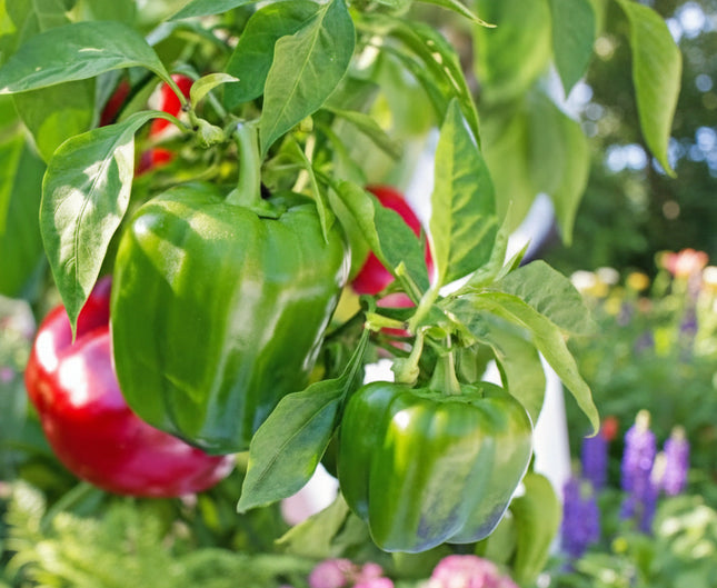 Piment, Orange Habanero