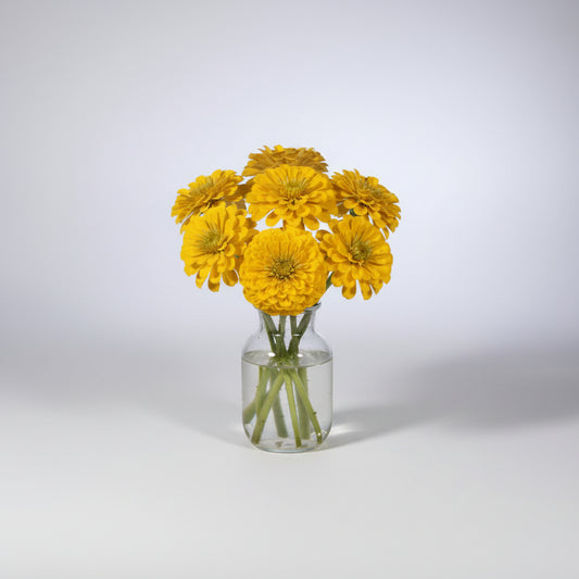Zinnia, mezcla de feria estatal