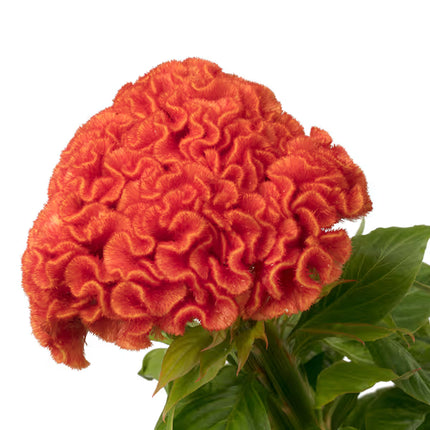 Zinnia, mezcla de feria estatal