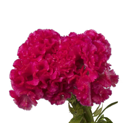 Zinnia, mezcla de feria estatal