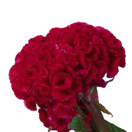 Zinnia, mezcla de feria estatal
