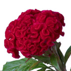 Scarlet