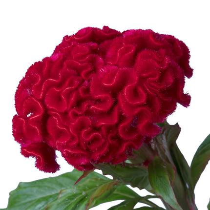 Zinnia, mezcla de feria estatal