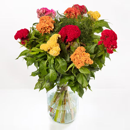 Zinnia, mezcla de feria estatal