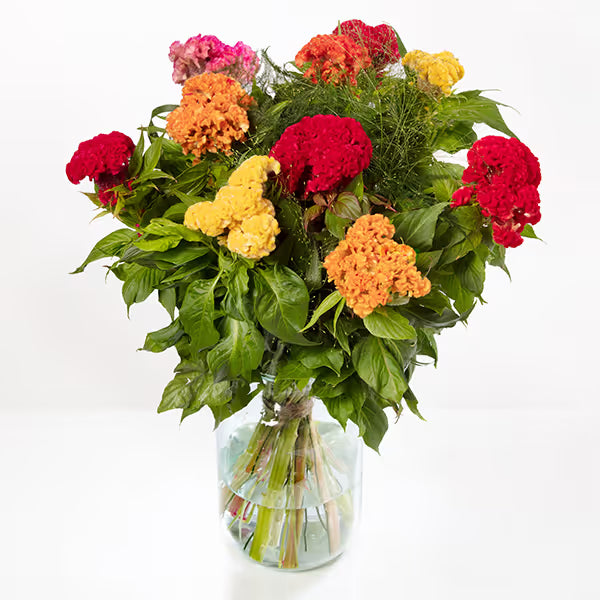 Zinnia, mezcla de feria estatal