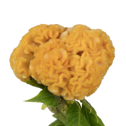 Zinnia, mezcla de feria estatal