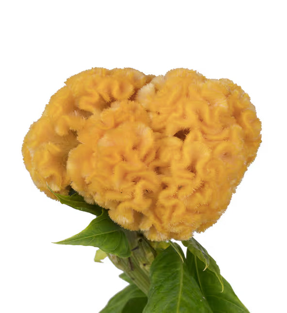Zinnia, mezcla de feria estatal