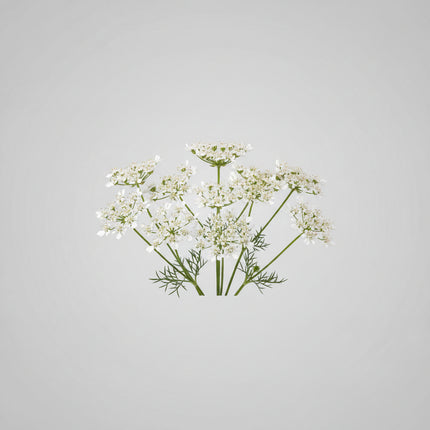 Caraway Seeds – Heirloom Traditional Aromatic Spice
