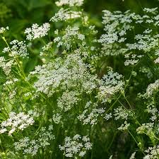 Caraway