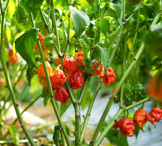 Pepper, Carolina Reaper