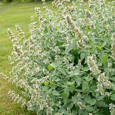 Catnip