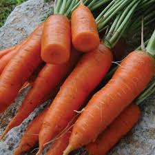 Carrot, Chantenay Red Cored