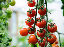 Tomato, Cherry