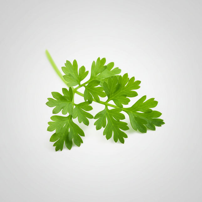 Parsley Chervil (French Parsley) Seeds – Heirloom Culinary Herb