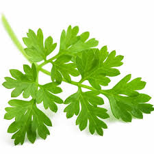 Chervil, French Parsley