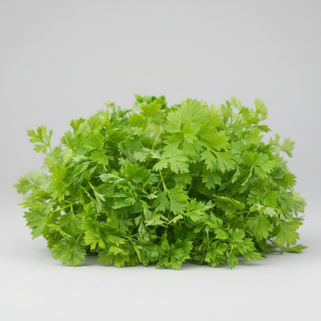 Parsley Chervil (French Parsley) Seeds – Heirloom Culinary Herb
