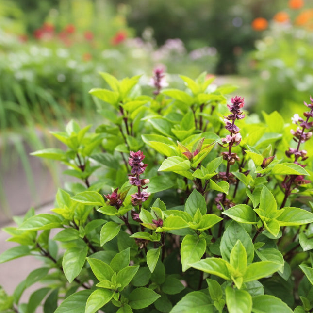 Basil Cinnamon Seeds – Heirloom Specialty Herb