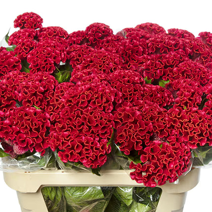 Zinnia, mélange de State Fair