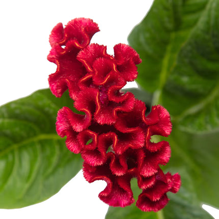 Zinnia, mélange de State Fair