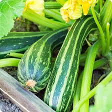 Zucchini, Cocozelle Striped