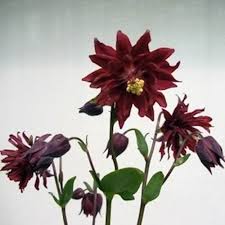 Columbine, Burgundy