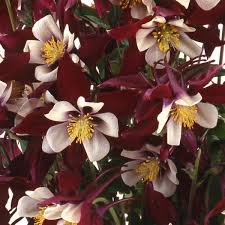 Columbine, Burgundy