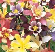 Columbine, Mixed