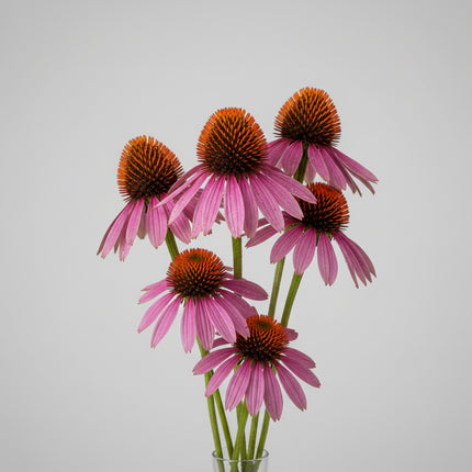 Coneflower Purple Seeds – Heirloom Classic Native Beauty