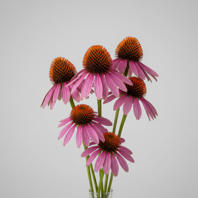 Coneflower Purple Seeds – Heirloom Classic Native Beauty