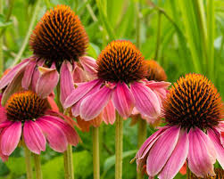 Coneflower, Purple