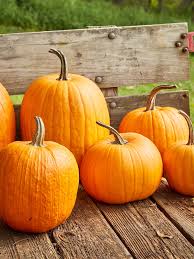 Pumpkin, Connecticut Field