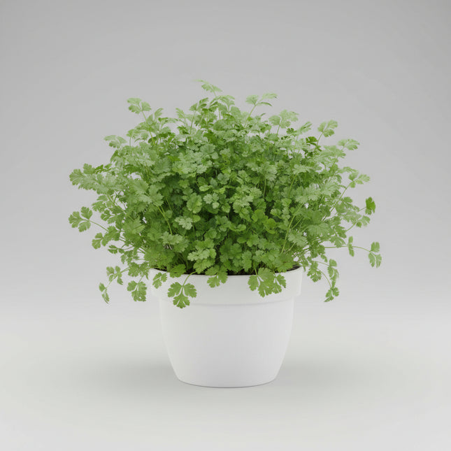 Cilantro / Coriander Seeds – Heirloom Dual-Purpose Culinary Standard