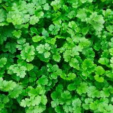 Cilantro / Coriander