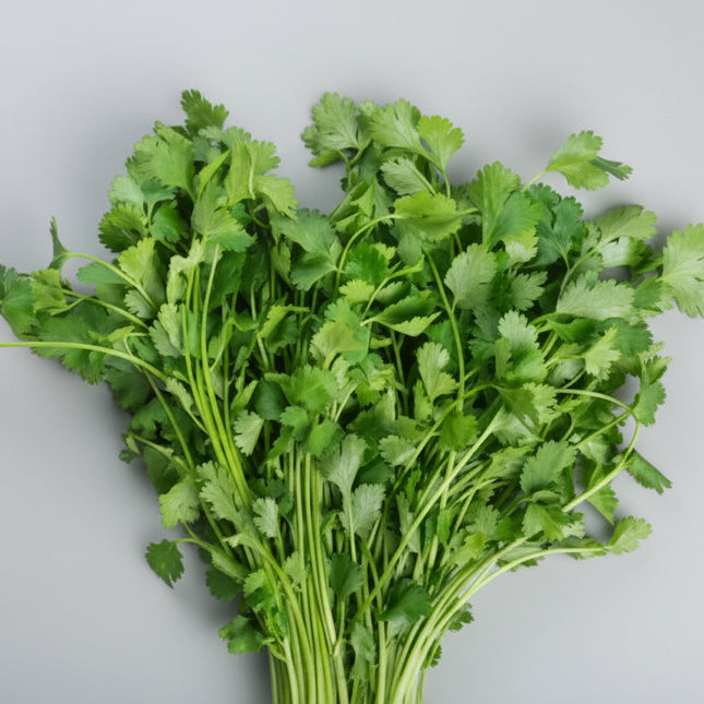 Cilantro / Coriander Seeds – Heirloom Dual-Purpose Culinary Standard