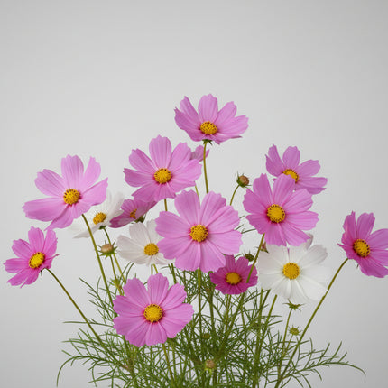 Cosmos Sensation Mix Seeds – All-America Selections Heirloom Classic