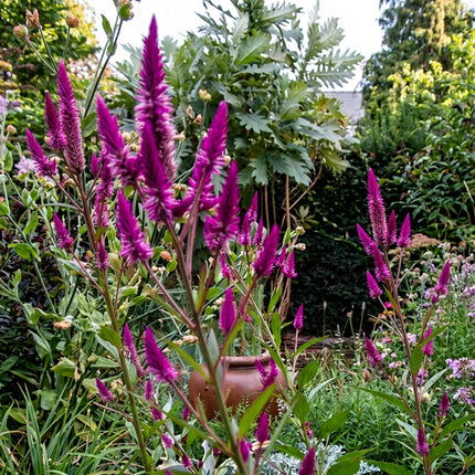 Celosia Cramer's Series Seeds – Heirloom Sprouted Cockscomb Cut Flower Classic
