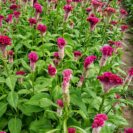 Celosia Cramer's Series Seeds – Heirloom Sprouted Cockscomb Cut Flower Classic
