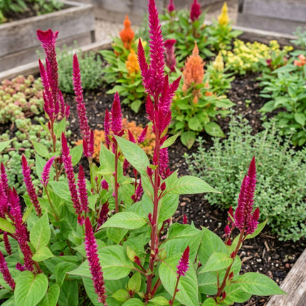 Celosia Cramer's Series Seeds – Heirloom Sprouted Cockscomb Cut Flower Classic